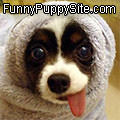 Funny Puppy Site